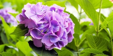 Kako hraniti hortenziju za obilno cvjetanje